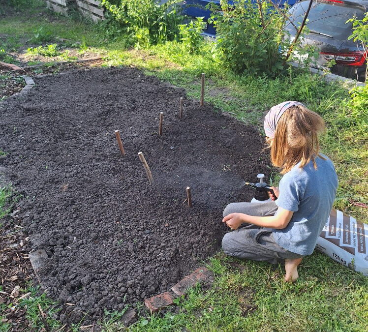 Aussaat 1qm Lein 2025 120. Tag des Jahres