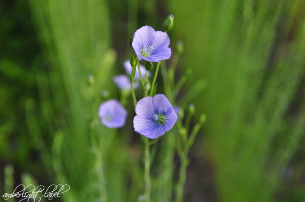 Wachstum & Blüte 1qm Lein Mai und Juni 2025