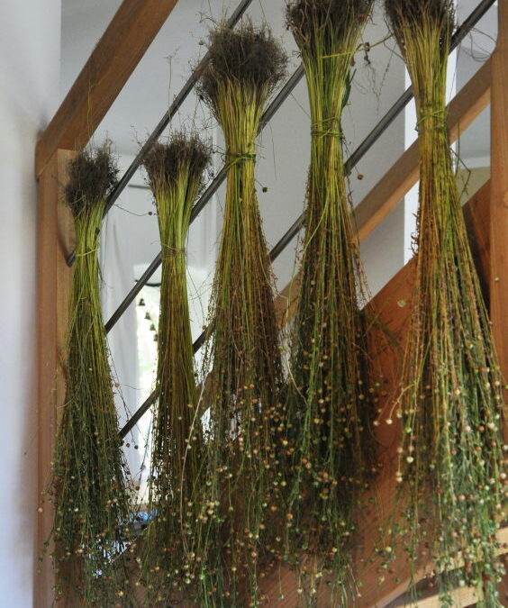 Raufen & Trocknen 1qm Lein August 2025