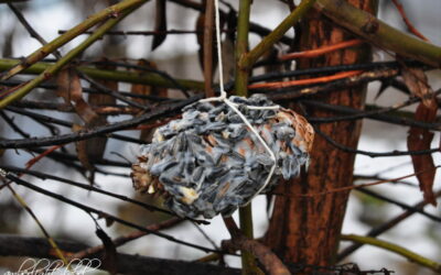 Vogelfutter DIY Wintervogelfutter Basteln mit Kindern Tannenzapfen