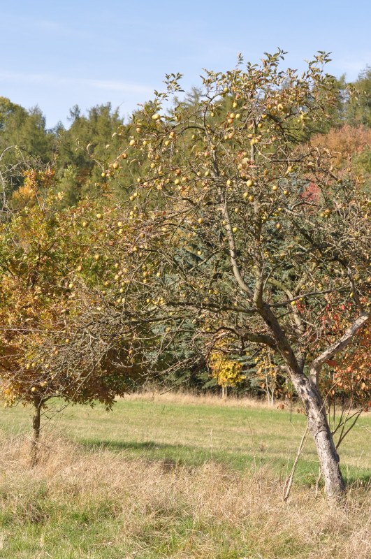 Mundraub: wildes Obst