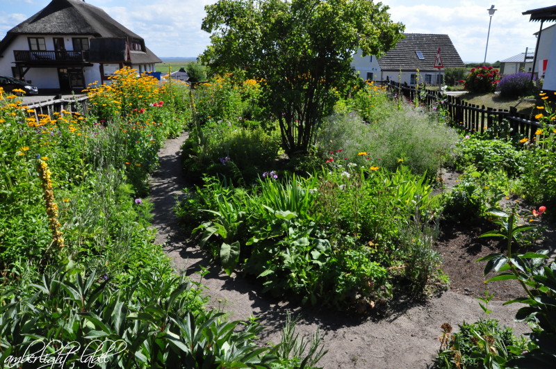 Bauerngarten & Blumensamen