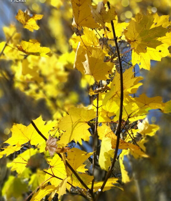 Wallpaper Herbst 2022 goldene Herbstblätter